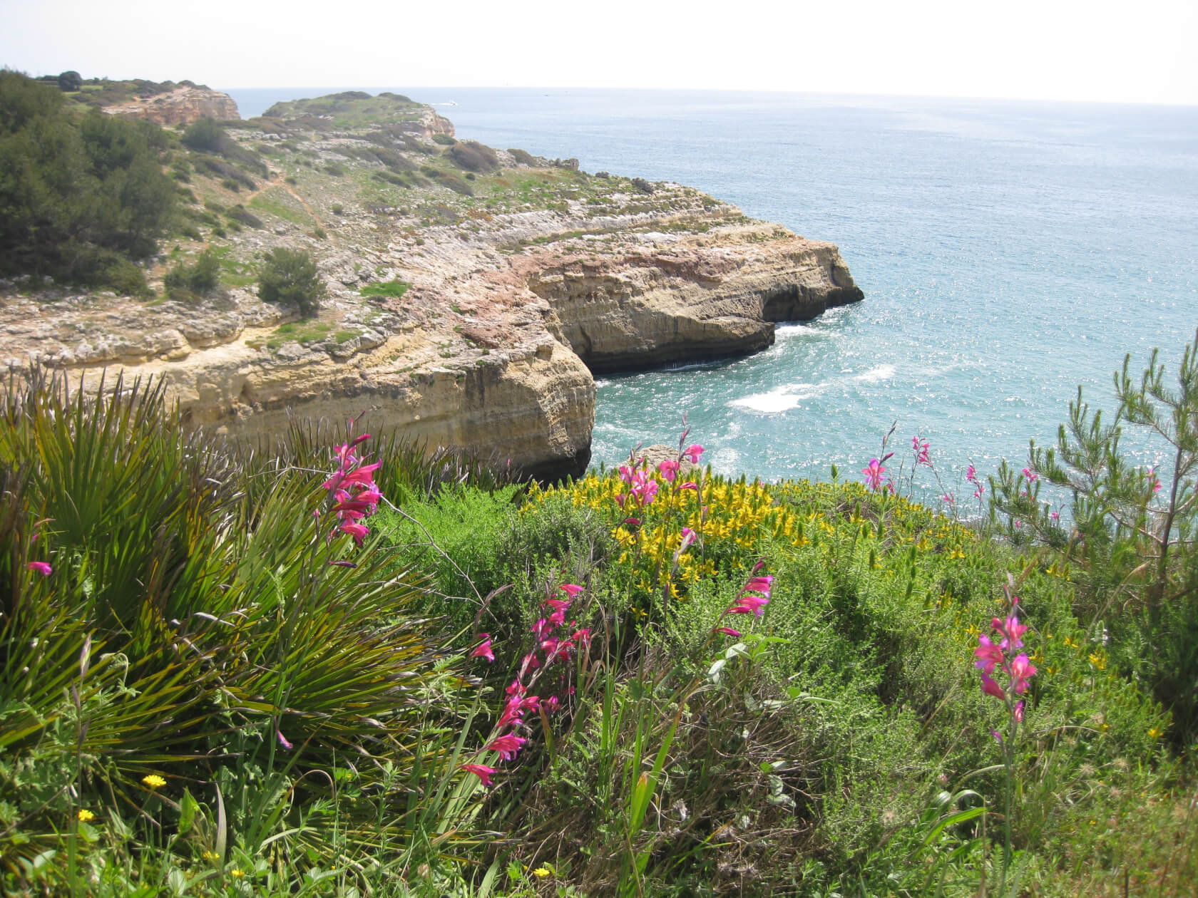 Blüten vor Meer und Felsenküste