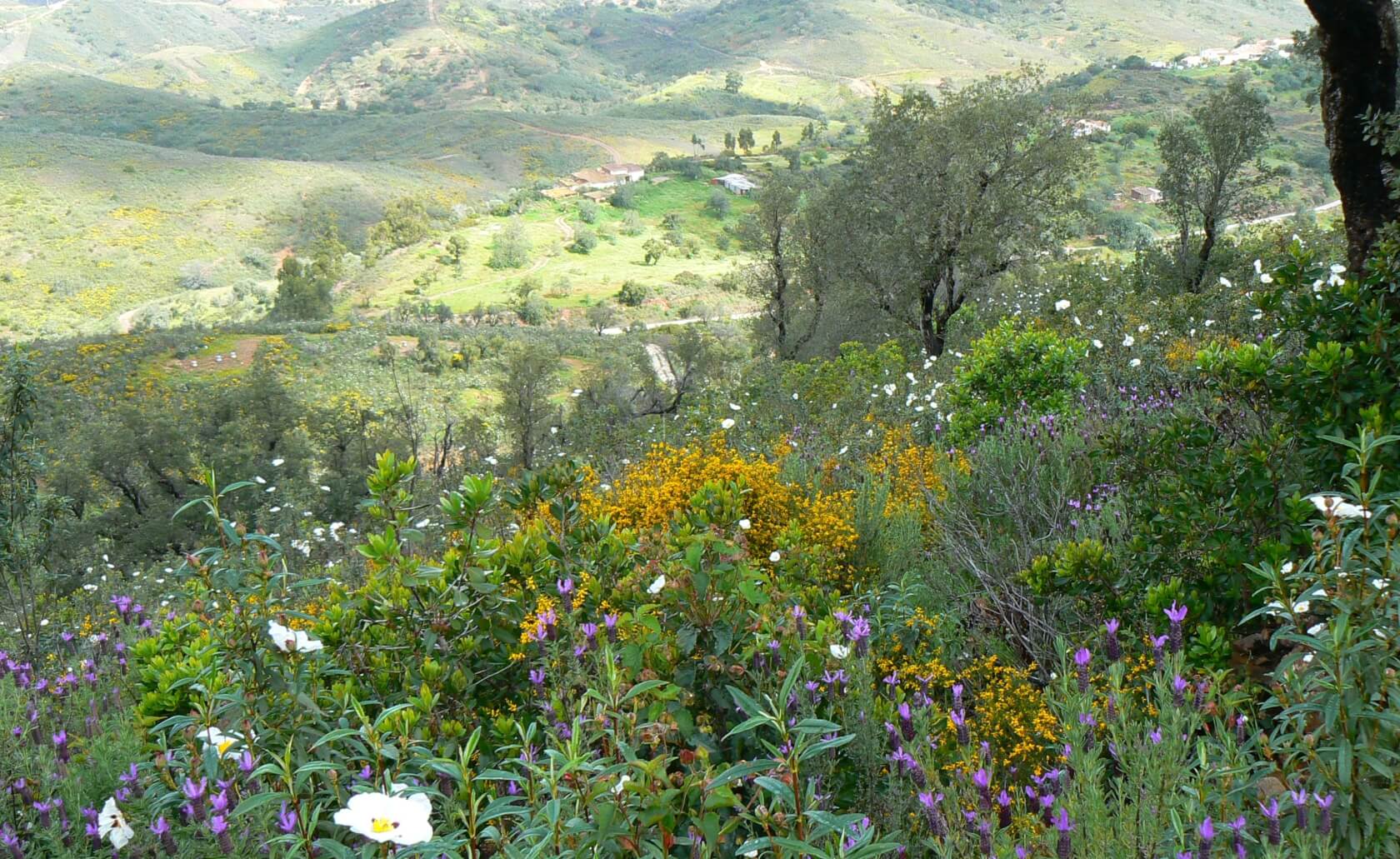 Blick über Frühlingsblüten ins Vale Fuzeiros