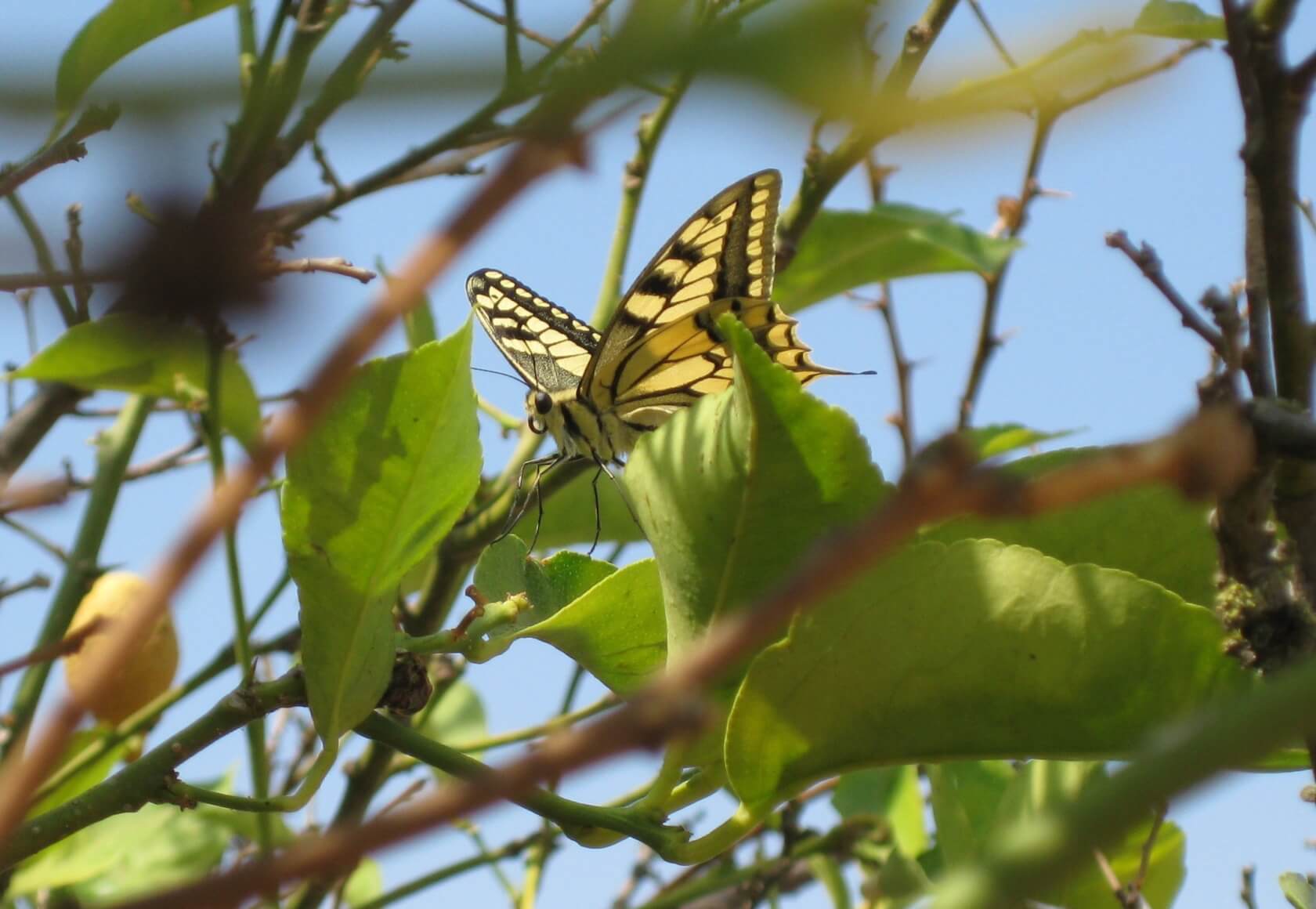 Schwalbenschwanz Schmetterling in Algarve Zitronenbaum