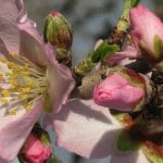 Mandelblüte Algarve Close Up
