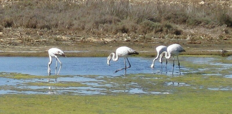 Noch gibt es sie: Flamingos in der Lagune am Meer