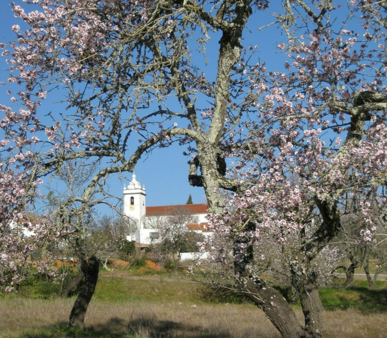 Algarve Kirche hinter Mandelblüte