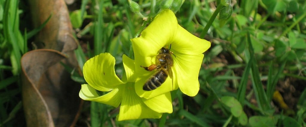 Biene in Kleeblüte
