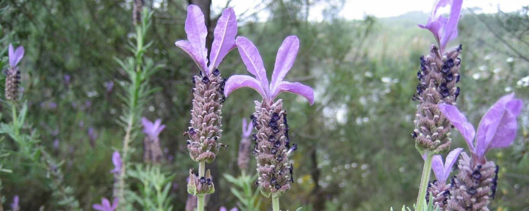 Blühender Lavendel im Monchique Gebirge