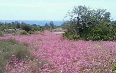Frühlingserwachen mit allen Sinnen!