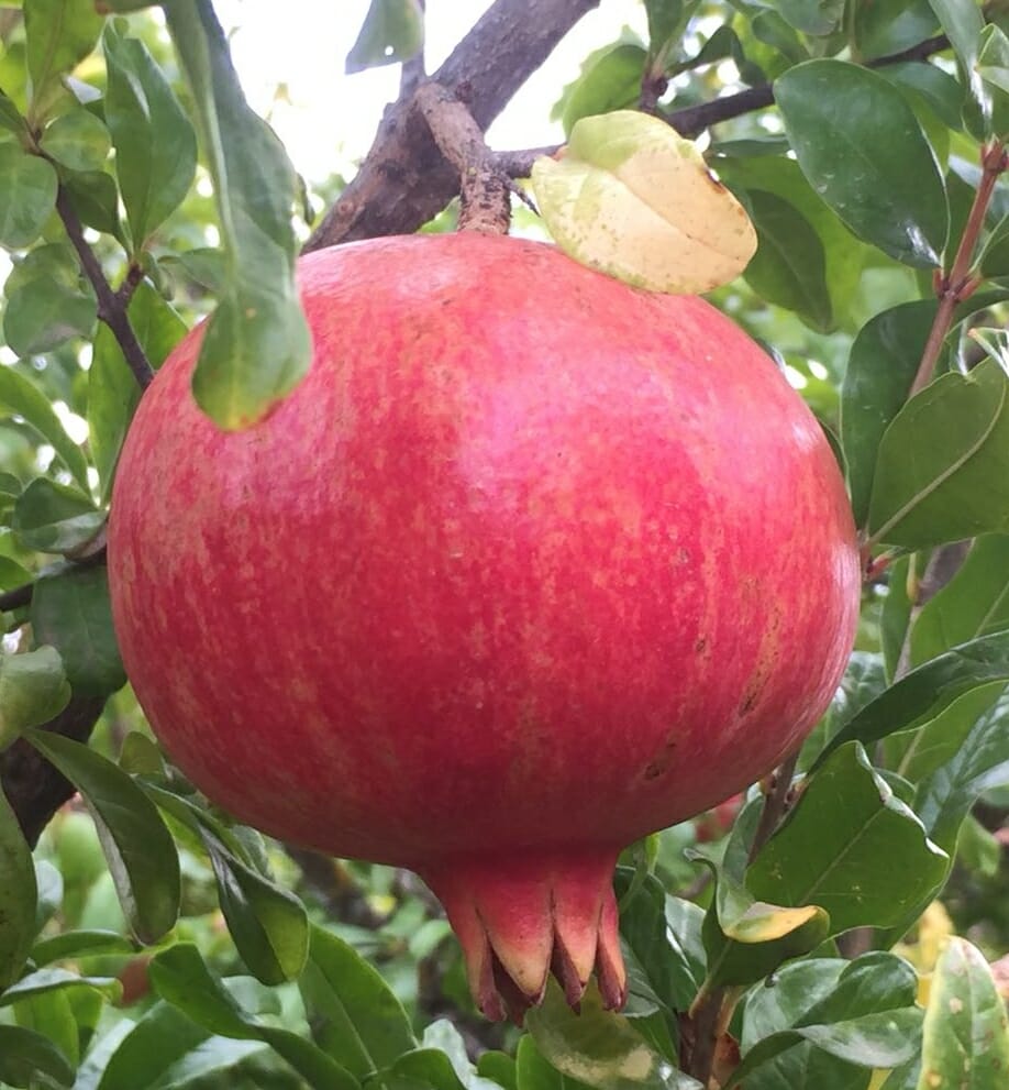 Roter reifer Granatapfel