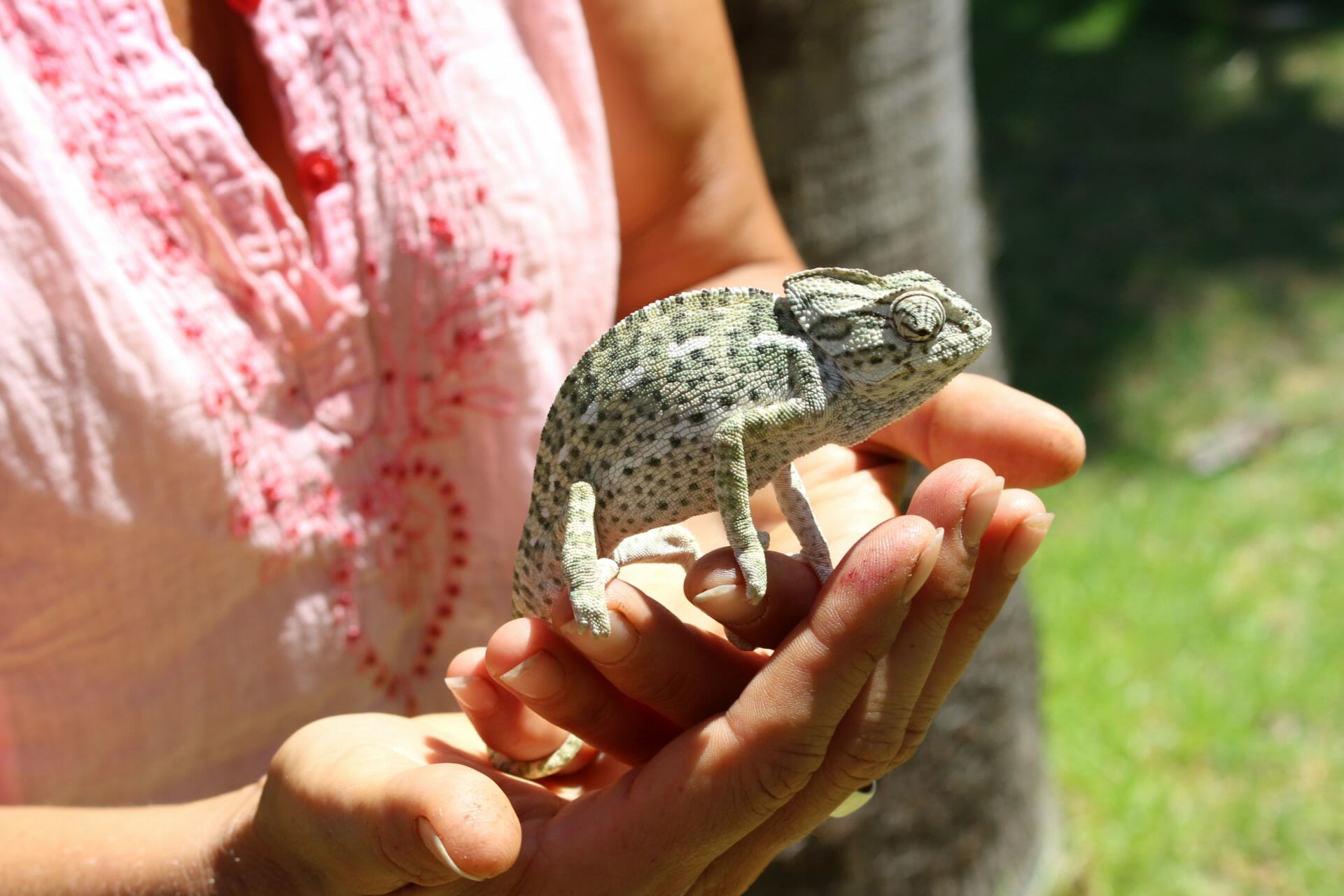Wandern und Yoga Chamaeleon auf Steffis Hand