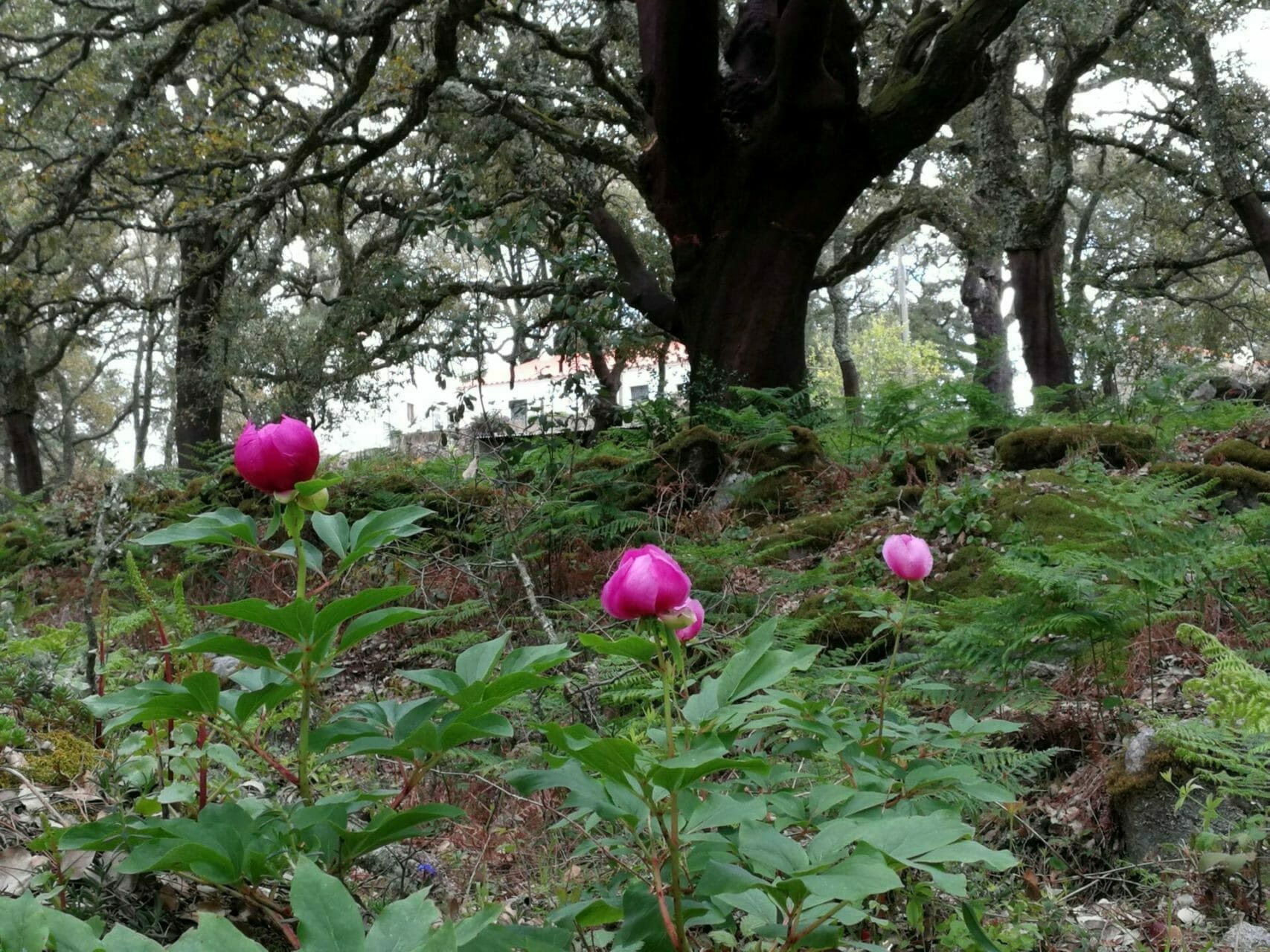 Yoga und Wandern Pfingstrose im Korkeichenwald