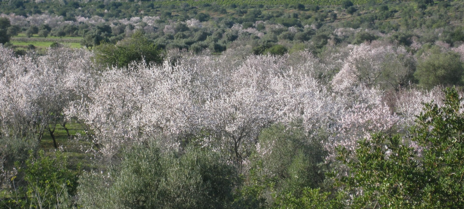 Yogawoche am Meer - Mandelblüte an der Algarve