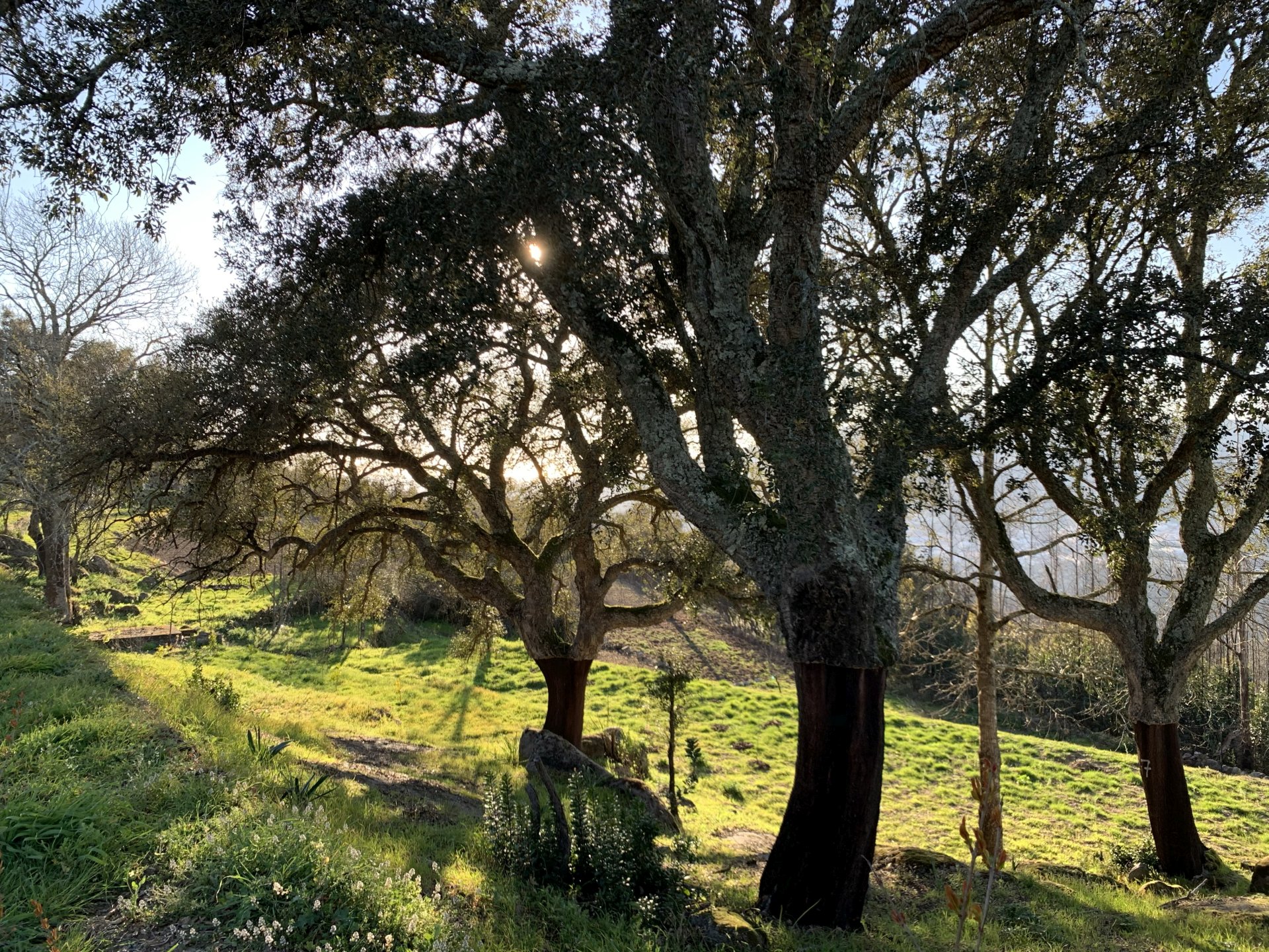 Yogawoche am Meer - Mandelblüte an der Algarve